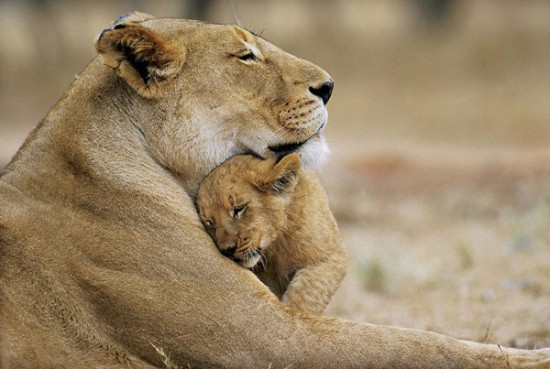 Родителската любов при животните – 20 трогателни снимки