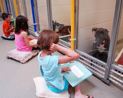 Деца четат на бездомни кучета