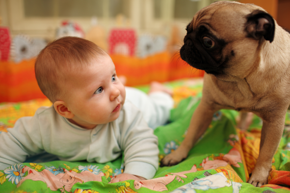 baby and dog_72837295