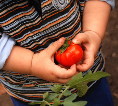 дете дърйи домат в градина