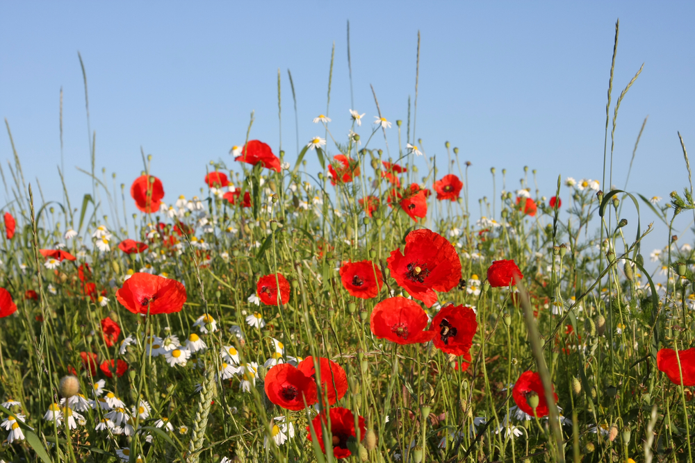 flower field