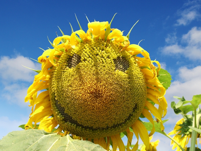 happy sunflower-SLIDESHOW