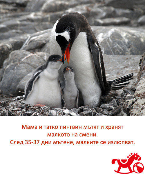 pingvin-fakt