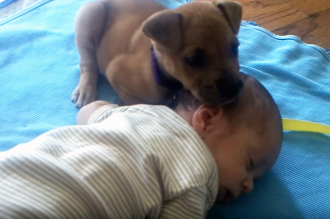 Видео на седмицата: Как едно сънливо кученце пази бебе